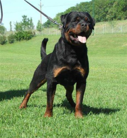 PKS2c7666_Rotvajler_ilustracni_foto.