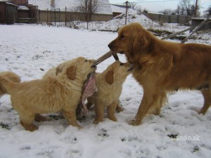 zlaty_retriever_29498207_3_f.jpg