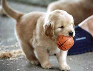 golden-retriever-puppy-with-rubber-ball.jpg